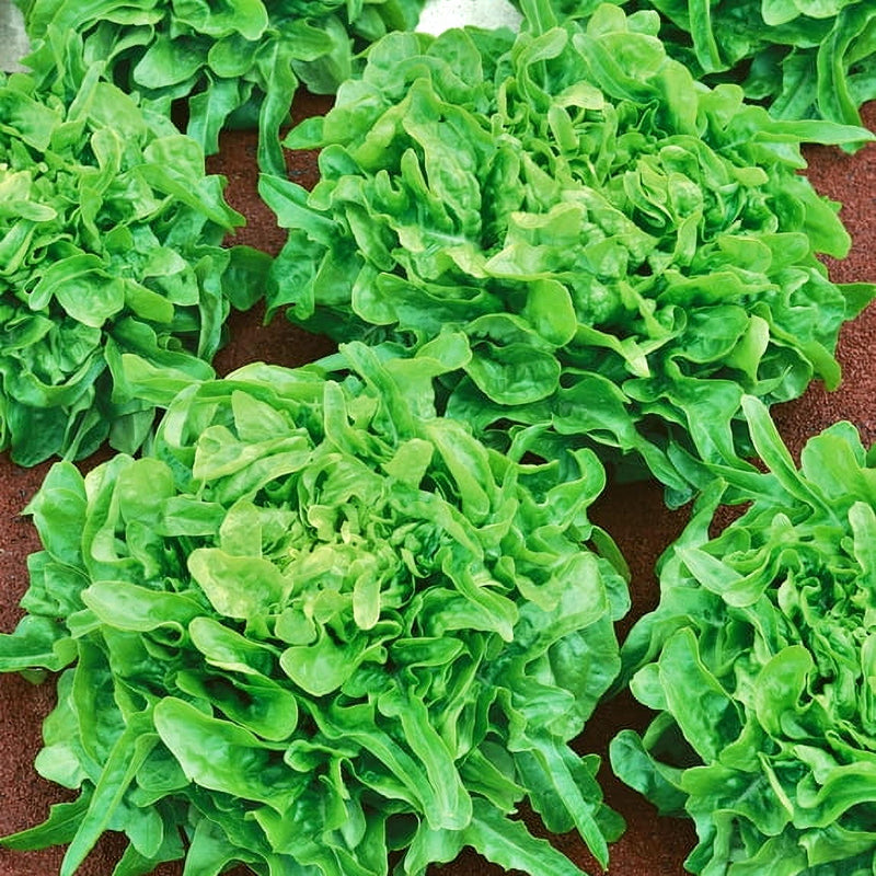 Sandy AAS, Leaf Lettuce