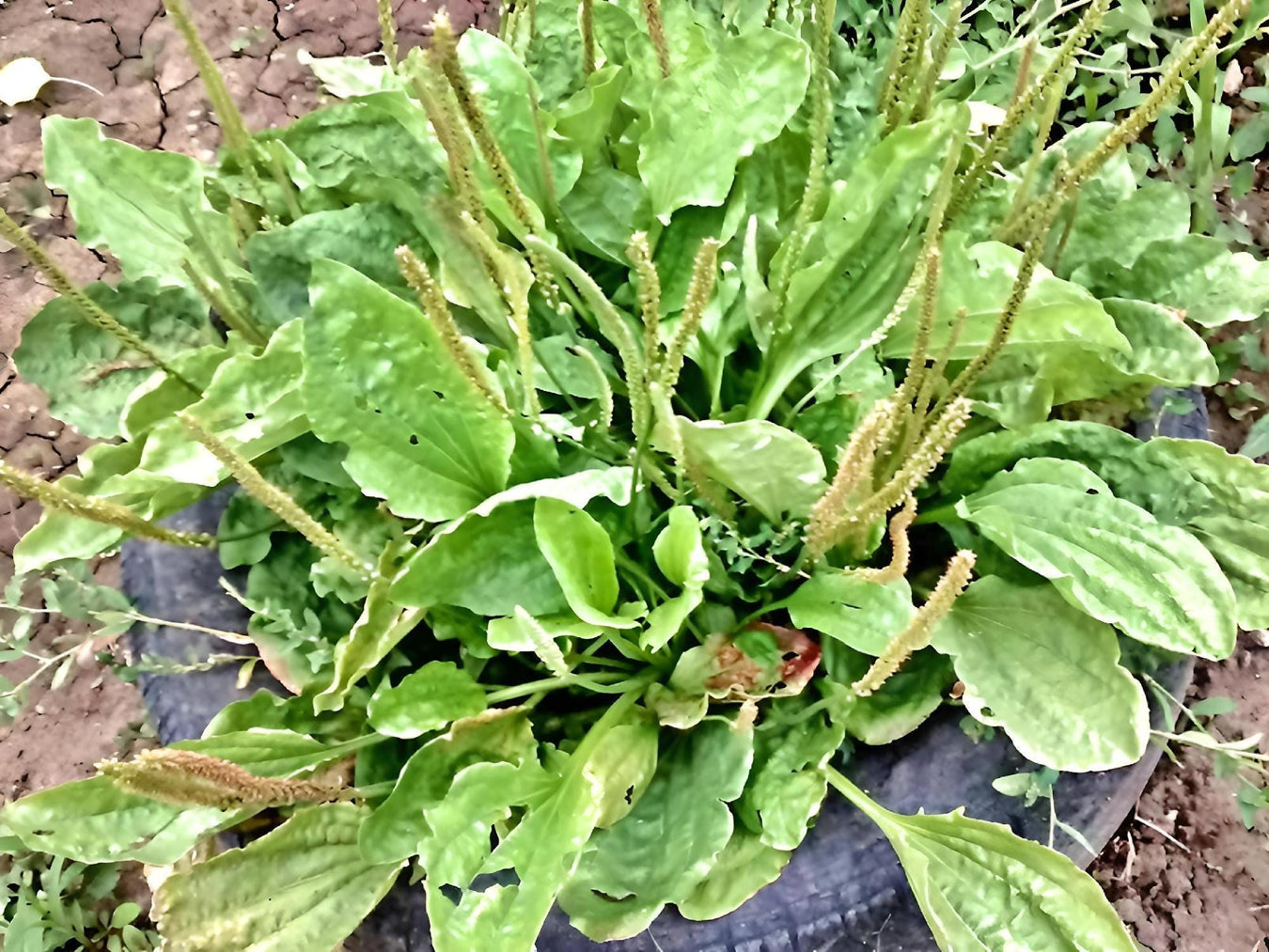 Plantain