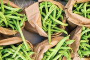 Provider Bush Beans – Early Green Snap Beans | Disease Resistant, Heirloom Seeds