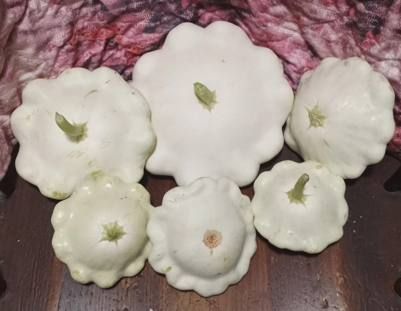 Scallop Blend Squash