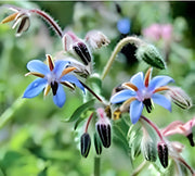 Borage Herb Seeds - Organic Starflower Plant | Bee Attracting Flowers, Heirloom Seeds