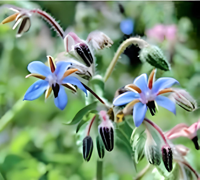 Borage Herb Seeds - Organic Starflower Plant | Bee Attracting Flowers, Heirloom Seeds
