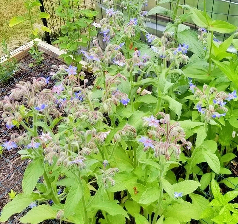 Borage Herb Seeds - Organic Starflower Plant | Bee Attracting Flowers, Heirloom Seeds