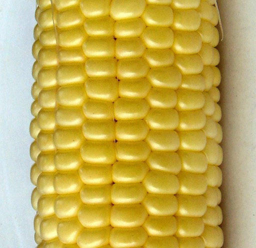 Top Hat Sweet Corn – Heirloom Organic Corn Seeds | Earworm Resistant, Golden Ears
