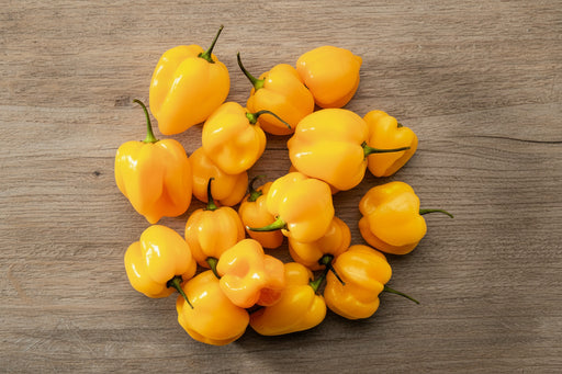 Caribbean Yellow Habanero - Hot Pepper Seeds | Heirloom Caribbean Spicy Capsicum