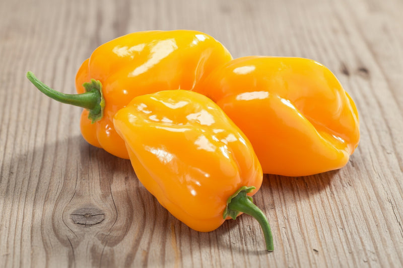 Caribbean Yellow Habanero - Hot Pepper Seeds | Heirloom Caribbean Spicy Capsicum