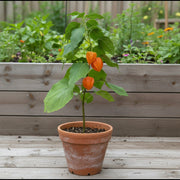 Caribbean Yellow Habanero - Hot Pepper Seeds | Heirloom Caribbean Spicy Capsicum