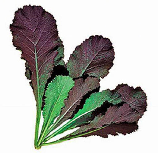 Jeok Gat Mustard Seeds - Heirloom Open Pollinated Brassica Juncea Plant For Kimchi