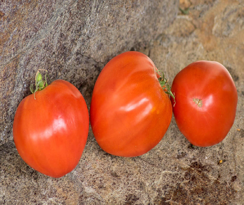 Giant of Siebenburgen Tomato