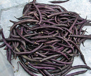Purple Podded Pole Beans - Heirloom Stringless Snap Bean Seeds for Garden