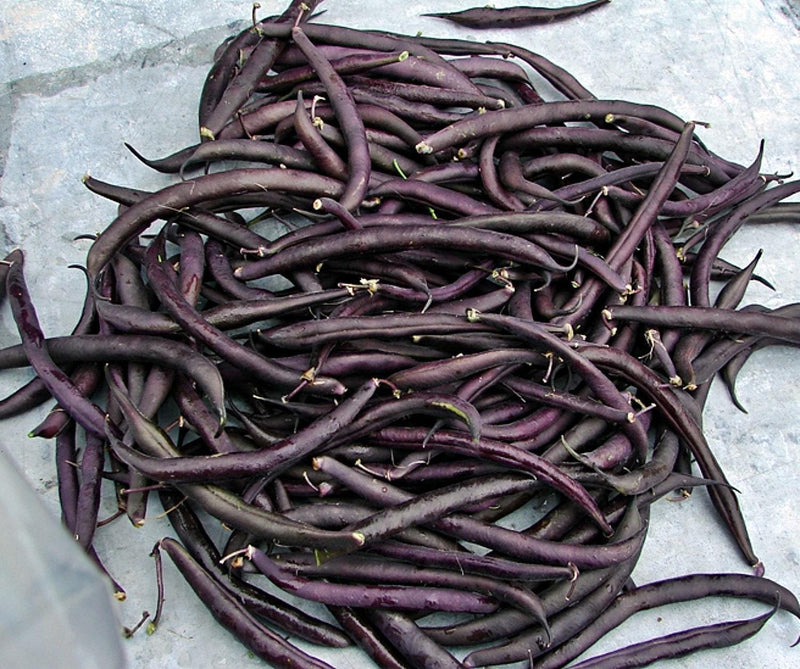 Purple Podded Pole Beans - Heirloom Stringless Snap Bean Seeds for Garden