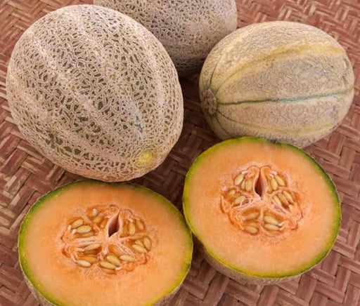 Arancino Cantaloupe Seeds - Heirloom Italian Melon, Sweet Orange Flesh, Non GMO