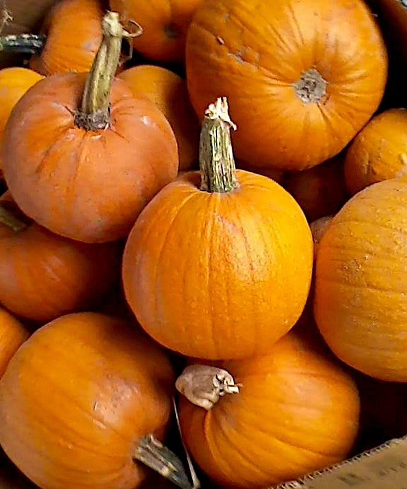 Montana Jack Pumpkin - Heirloom Seeds | Early Ripening, Round Orange Variety