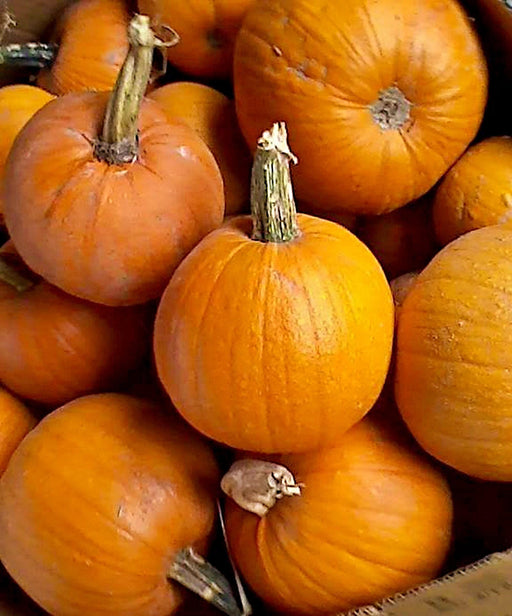 Montana Jack Pumpkin - Heirloom Seeds | Early Ripening, Round Orange Variety