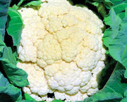 Amazing Cauliflower Seeds - Heirloom Organic Vegetable with Brilliant White Heads