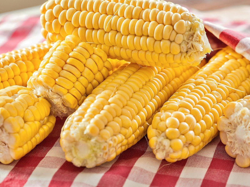 Super Sweet Corn - Open Pollinated Yellow Sweet Corn Seeds | Premium Quality