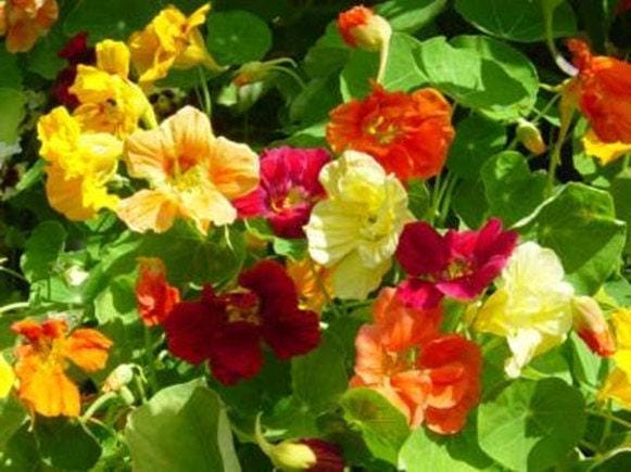 Jewel Mix Nasturtium Heirloom Herb Seeds - Bright Edible Blooms, Non GMO
