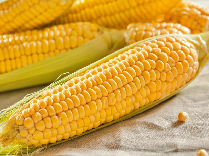 Super Sweet Corn - Open Pollinated Yellow Sweet Corn Seeds | Premium Quality