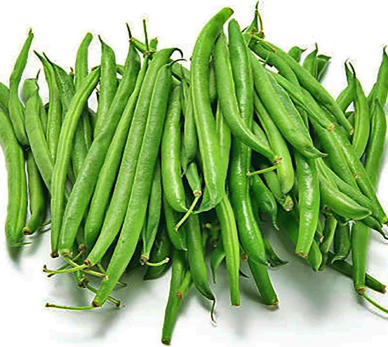 Tenderette Bush Bean – Heirloom Vegetable Seeds | Heat Tolerant, USA Grown