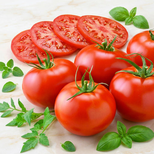 Dakota Sport Tomato