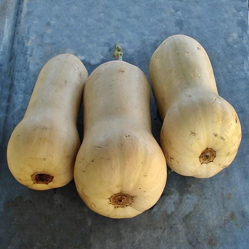 Waltham Butternut Squash Heirloom Winter Seeds – Sweet, Nutty Flavor, 90 Days