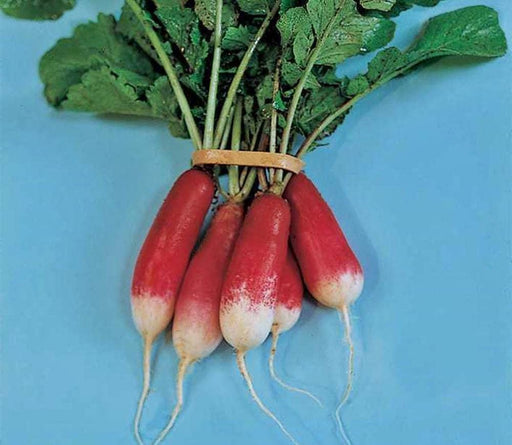 French Breakfast Radish - Non GMO Vegetable Seeds | Heirloom, Cool Weather Radish Garden Seeds