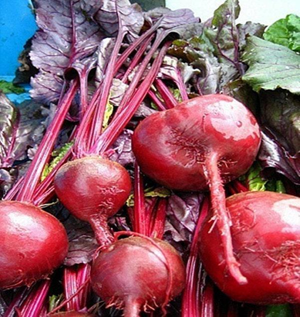 Bull Blood Beets - Heirloom Sweet Dark Red Beet Seeds | Open Pollinated, Non GMO