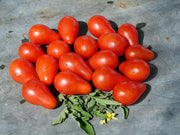 Red Pear Tomato