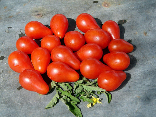 Red Pear Tomato