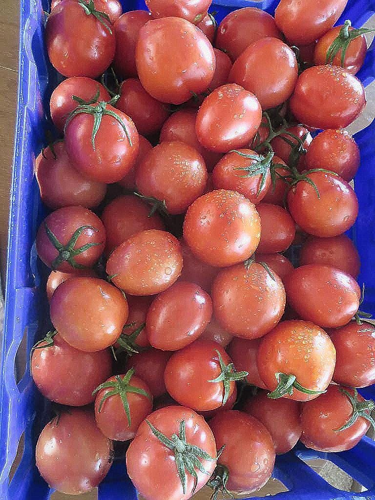 A blue plastic crate filled with ripe, red tomatoes.