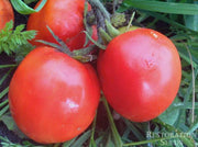 A close-up image of ripe, red tomatoes growing in a garden, surrounded by lush green foliage.