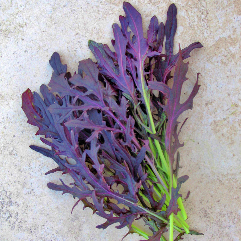 Crimson Tide Mustard - Heirloom Mustard Seeds | Baby Leaf Salad Greens, Easy to Grow