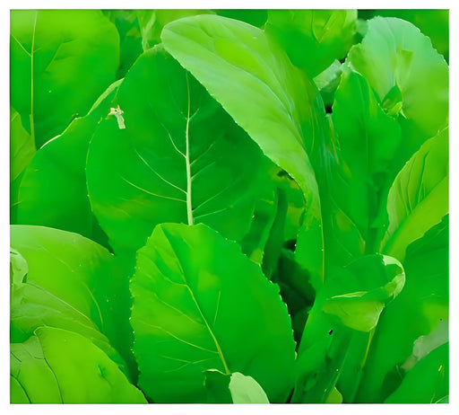 Tendergreen Mustard Seeds – Heirloom Komatsuna Greens | Non GMO, Heat Tolerant