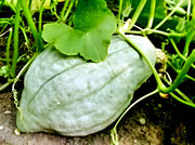 Blue Hubbard Squash - Heirloom Winter Squash Seeds | Large Teardrop Fruit