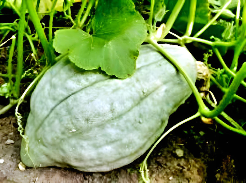 Blue Hubbard Squash - Heirloom Winter Squash Seeds | Large Teardrop Fruit