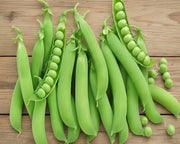 Heirloom Pea Seeds – Lincoln Homesteader | High Yield, Easy Shelling Peas