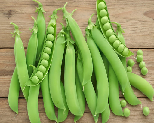 Heirloom Pea Seeds – Lincoln Homesteader | High Yield, Easy Shelling Peas
