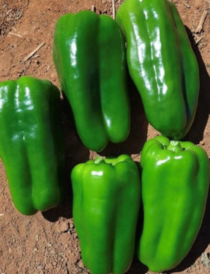 Cascaduro Sweet Pepper - Heirloom Pepper Seeds | Easy to Grow, Non GMO