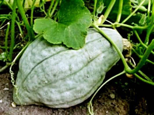 Blue Hubbard Squash - Heirloom Winter Squash Seeds | Large Teardrop Fruit