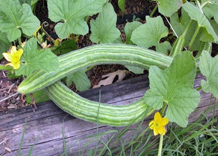 Armenian Yard Long Cucumber - Heirloom Vegetable Seeds | Rare Ribbed Variety