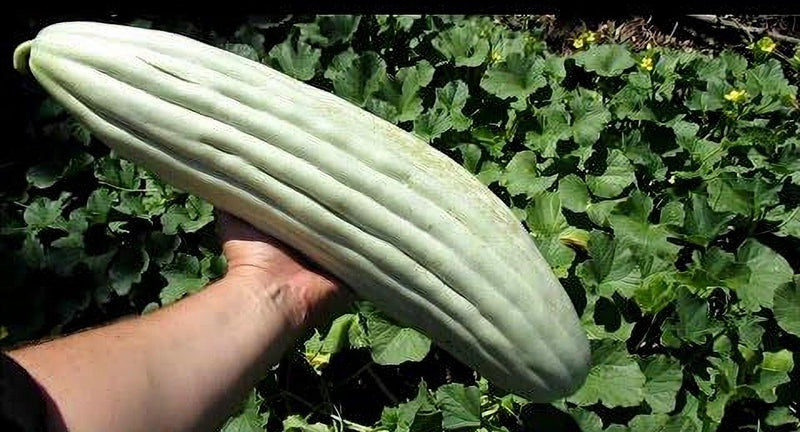 Armenian Yard Long Cucumber - Heirloom Vegetable Seeds | Rare Ribbed Variety
