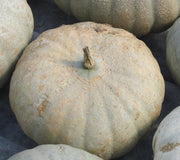 Sweet Meat Squash Seeds – Heirloom Winter Squash with Deep Orange Flesh