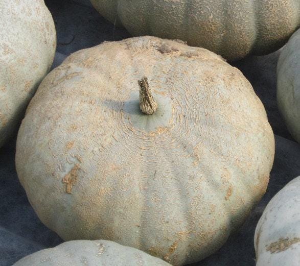 Sweet Meat Squash Seeds – Heirloom Winter Squash with Deep Orange Flesh