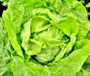 Northern Queen Lettuce - Heirloom Butterhead Seeds | Cold Tolerant, Organic