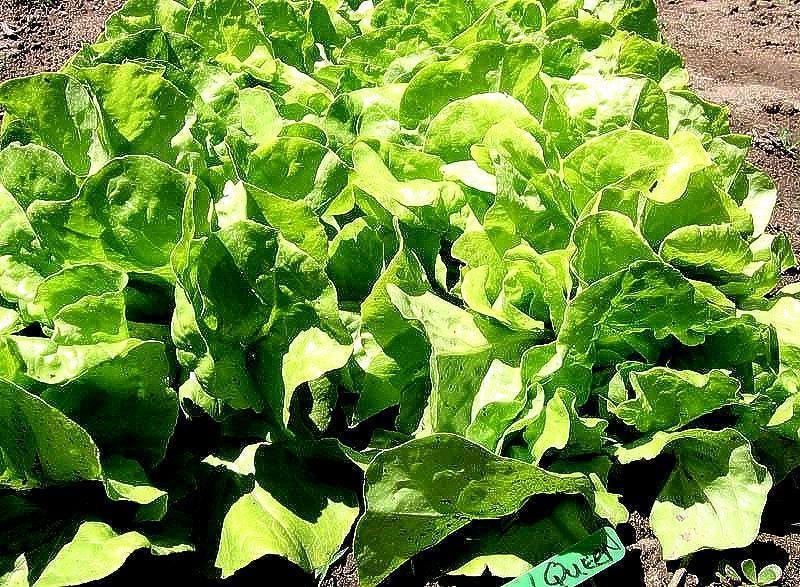 Northern Queen Lettuce - Heirloom Butterhead Seeds | Cold Tolerant, Organic