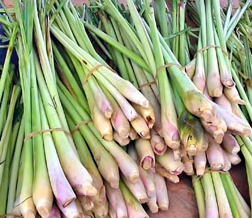 Lemongrass Herb Seeds – Heirloom Culinary & Medicinal Herb Garden Packets