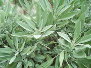Broadleaf Garden Sage - Heirloom Culinary Herb Seeds | Non GMO, Perennial