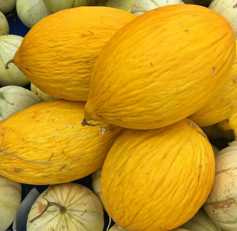 Crenshaw Melon Seeds - Heirloom, Non GMO, Open Pollinated Premium Garden Seeds