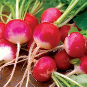 Sparkler Radish Seeds - Heirloom Scarlet Variety | Non GMO, Open Pollinated