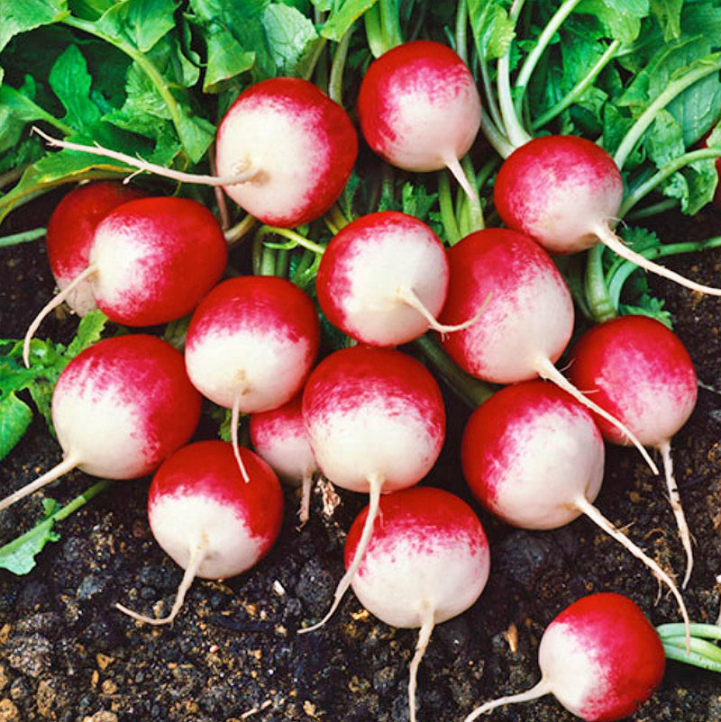 Sparkler Radish Seeds - Heirloom Scarlet Variety | Non GMO, Open Pollinated